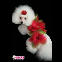 Краска для шерсти Opawz Dog Hair Dye Hot Red 120 мл артикул OW01-DHD01 фото, цена gr_18343-03, фото 3