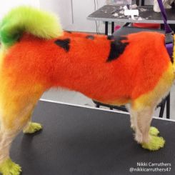 Краска для шерсти Opawz Dog Hair Dye Ardent Orange 120 мл артикул OW01-DHD02 фото, цена gr_18344-03, фото 3