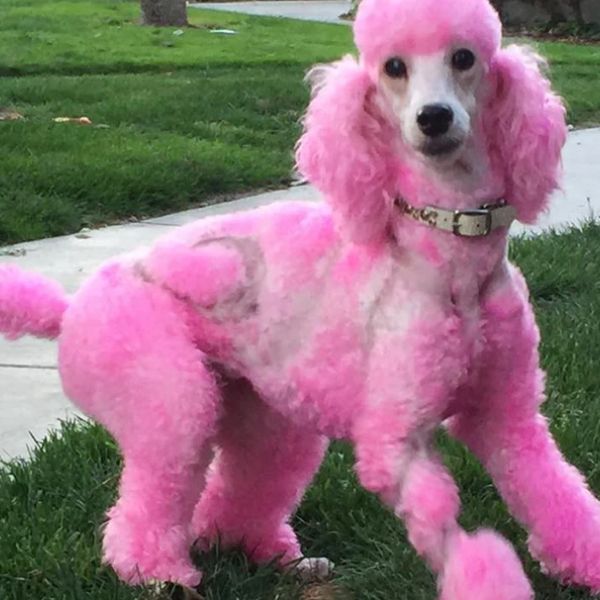 Светло-розовая краска для животных Opawz Dog Hair Dye Chram Pink 150 мл