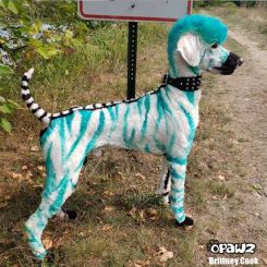 Краска для животных Opawz Dog Hair Dye Flame Aquamarine 150 мл. артикул OW01-DHD15 фото, цена gr_21905-03, фото 3