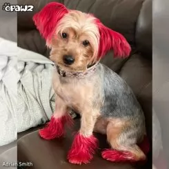 Фото Червона фарба для тварин Opawz Dog Hair Dye Hot Red 117 г. - 5