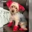 Усі фото Червона фарба для тварин Opawz Dog Hair Dye Hot Red 117 г. - 5