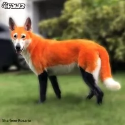 Фото Помаранчева фарба для тварин Opawz Dog Hair Dye Ardent Orange 117 г. - 2