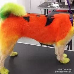 Фото Краска для шерсти Opawz Dog Hair Dye Ardent Orange 120 мл - 3