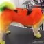 Усі фото Помаранчева фарба для тварин Opawz Dog Hair Dye Ardent Orange 117 г. - 3