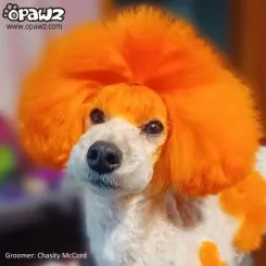 Фото Помаранчева фарба для тварин Opawz Dog Hair Dye Ardent Orange 117 г. - 4