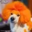 Помаранчева фарба для тварин Opawz Dog Hair Dye Ardent Orange 117 г. - 4
