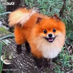 Фото Краска для шерсти Opawz Dog Hair Dye Ardent Orange 120 мл - 5
