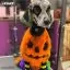 Відео огляд на Помаранчева фарба для тварин Opawz Dog Hair Dye Ardent Orange 117 г. - 6