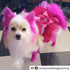 Фото Рожева фарба для тварин Opawz Dog Hair Dye Adorable Pink 117 г. - 4