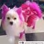Усі фото Рожева фарба для тварин Opawz Dog Hair Dye Adorable Pink 117 г. - 4