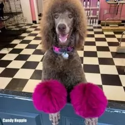 Фото Рожева фарба для тварин Opawz Dog Hair Dye Adorable Pink 117 г. - 5