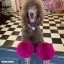 Видео обзор на Розовая краска для шерсти Opawz Dog Hair Dye Adorable Pink 117 г. - 5
