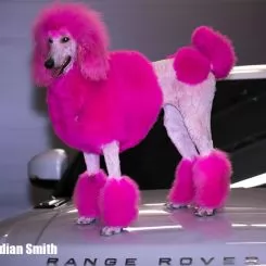 Фото Рожева фарба для тварин Opawz Dog Hair Dye Adorable Pink 117 г. - 6