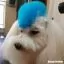 Отзывы на Голубая краска для шерсти Opawz Dog Hair Dye Innocent Blue 117 г. - 4