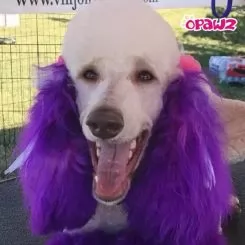 Фото Фіолетова фарба для тварин Opawz Dog Hair Dye Mystiс Purple 117 г. - 2