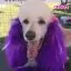 Фиолетовая краска для шерсти Opawz Dog Hair Dye Mystiс Purple 117 г. - 2