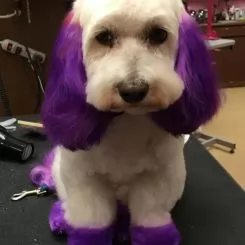 Фото Фіолетова фарба для тварин Opawz Dog Hair Dye Mystiс Purple 117 г. - 3