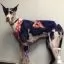 Відео огляд на Фарба для тварин Opawz Dog Hair Dye Blue Black 117 г. - 2
