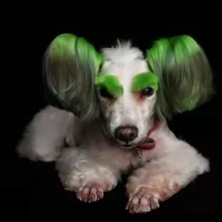 Фото Зелена фарба для тварин Opawz Dog Hair Dye Profound Green 117 г. - 2