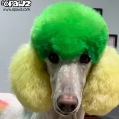Фото Зелена фарба для тварин Opawz Dog Hair Dye Profound Green 117 г. - 4