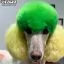 Усі фото Зелена фарба для тварин Opawz Dog Hair Dye Profound Green 117 г. - 4