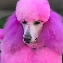 Фото Світло-рожева фарба для тварин Opawz Dog Hair Dye Chram Pink 117 г. - 2