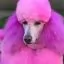 Все фото Светло-розовая краска для шерсти Opawz Dog Hair Dye Chram Pink 117 г. - 2