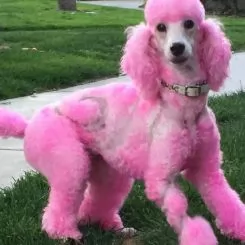 Фото Краска для шерсти Opawz Dog Hair Dye Chram Pink 120 мл - 3