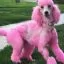 Відгуки на Світло-рожева фарба для тварин Opawz Dog Hair Dye Chram Pink 117 г. - 3