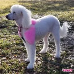 Фото Світло-рожева фарба для тварин Opawz Dog Hair Dye Chram Pink 117 г. - 5
