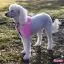 Все фото Светло-розовая краска для шерсти Opawz Dog Hair Dye Chram Pink 117 г. - 5