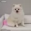 Видео обзор на Светло-розовая краска для шерсти Opawz Dog Hair Dye Chram Pink 117 г. - 6
