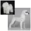 Учебный манекен собаки: Бишон Opawz BMD-01 - 2
