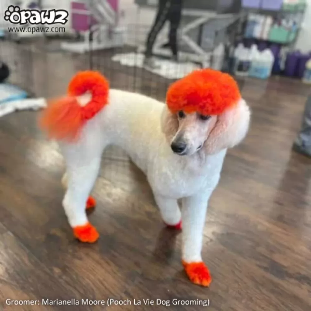 Все фото Краска для животных Opawz Dog Hair Dye Flame Orange 117 г. - 3