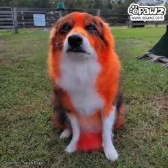 Фото Фарба для тварин Opawz Dog Hair Dye Flame Orange 117 г. - 4
