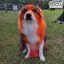 Усі фото Фарба для тварин Opawz Dog Hair Dye Flame Orange 117 г. - 4