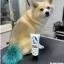 Все фото Краска для животных Opawz Dog Hair Dye Flame Aquamarine 117 г. - 2