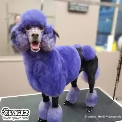 Фото Фарба для тварин Opawz Dog Hair Dye Indigo Purple 117 г. - 5