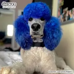 Фото Фарба для тварин Dog Hair Dye Cobalt Blue 117 г. - 2
