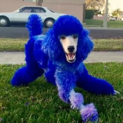 Фото Краска для животных Dog Hair Dye Cobalt Blue 150 мл. - 3