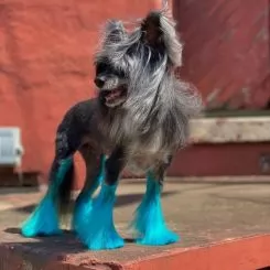 Фото Краска для животных Opawz Dog Hair Dye Lamarius Blue 117 г. - 2