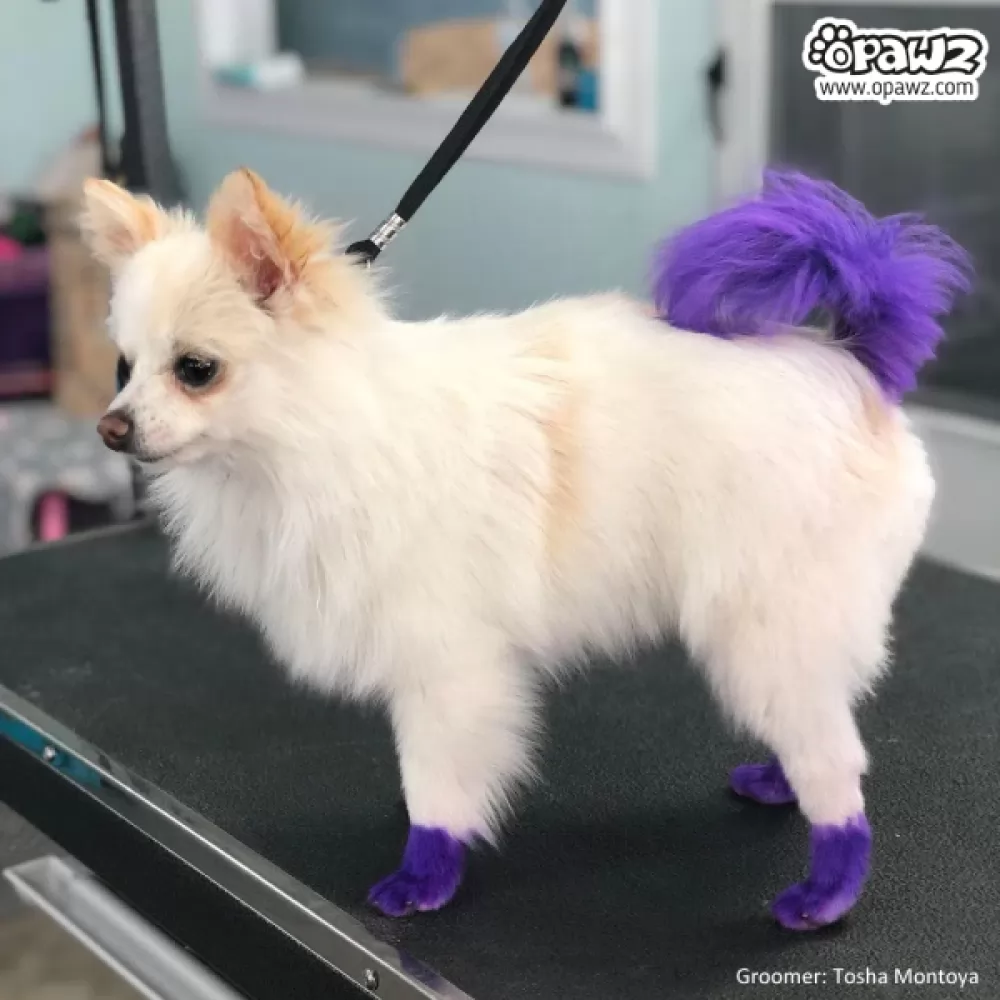 Фарба для тварин Opawz Dog Hair Dye Chic Violet 117 г. - купити в