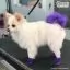 Краска для животных Opawz Dog Hair Dye Chic Violet 117 г. - 4