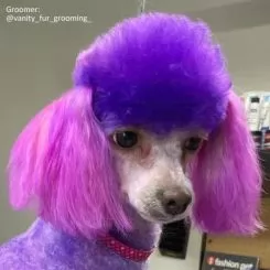 Фото Краска для животных Opawz Dog Hair Dye Chic Violet 117 г. - 5