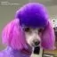 Видео обзор на Краска для животных Opawz Dog Hair Dye Chic Violet 117 г. - 5
