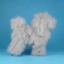 Фото Перука для тіла манекена собаки Opawz Model Dog Teddy Bear MD01 - сірий Той-пудель - 1