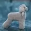 Парик для тела манекена Opawz Model Dog Teddy Bear MD01 - серый Той-пудель - 2