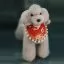 Парик для тела манекена Opawz Model Dog Teddy Bear MD01 - серый Той-пудель - 4