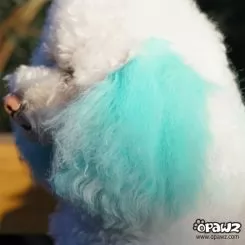 Фото Голубой мелок для шерсти Opawz Pet Hair Chalk Turquoise 4 гр. - 3